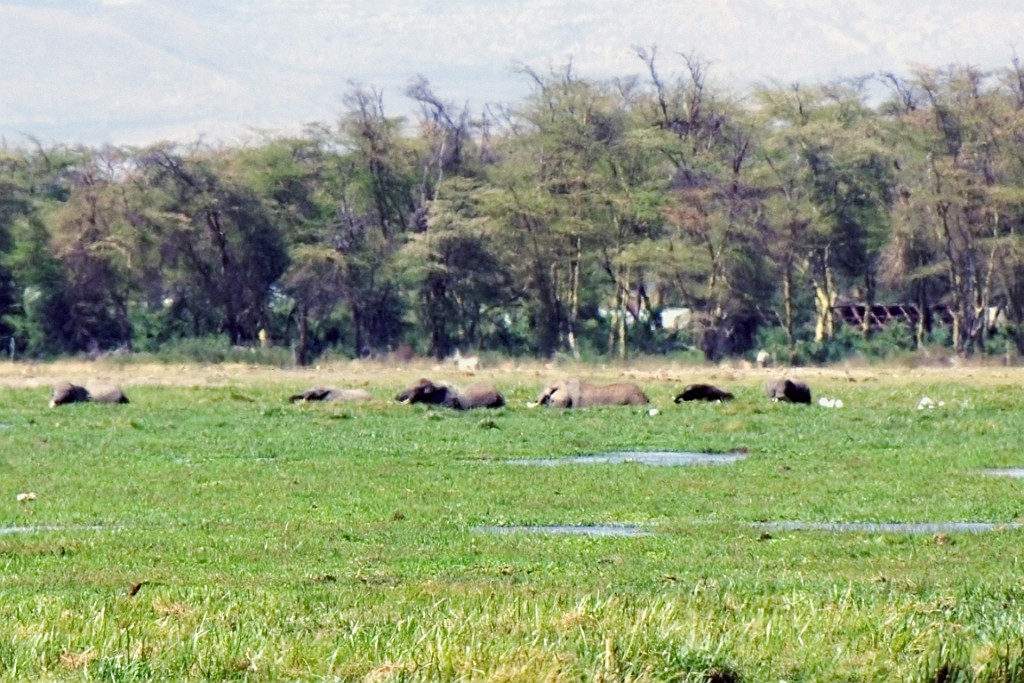 Kenia (175).jpg